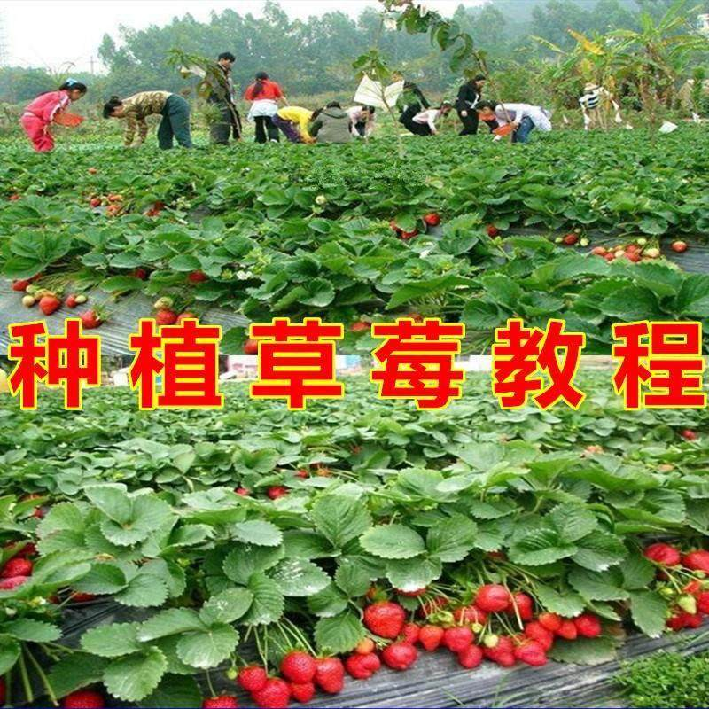 草莓种植技术全套视频教程大全科学培训方法经验大棚栽培教程资料-闲鱼虚拟仓