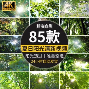 4K夏日阳光透过树叶森林空境升格大自然唯美清新绿叶实拍视频素材-闲鱼虚拟仓